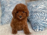 Orjinal Red Brown Toy Poodle yavru