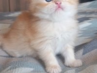 Golden british longhair anne baba şecereli 38 günlük