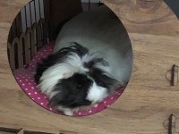 İki dişi ginepig