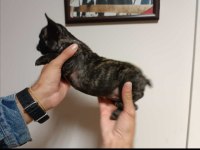 French bulldog 2 aylık