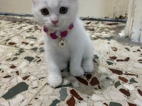 2 aylık aşılı scottish fold