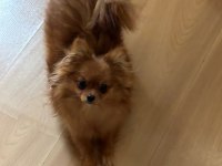 Uzun tüylü chihuahua