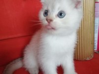 Scottish fold erkek