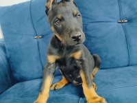 A kalite doberman yavruları