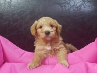 Irk ve Sağlık Garantili Maltipoo Yavrular