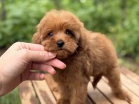 RED MİCRO TEACUP DİŞİ MALTİPOO