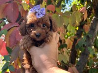 Ev ortamında büyüyen toy poodle bebekler