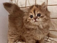 Prenses british longhair kızımıza yuva aranıyor