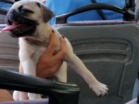 55 Günlük Renk Ve Anatomi Güzeli PugMops Bebekler