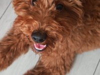 Poodle köpeğimiz