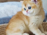 Şampiyon Soydan Gelen Golden British Shorthair 
