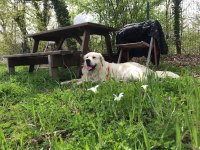 Golden Retriever Acil Yuva