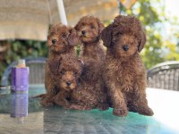 Yasal ruhsatlı çiftlikde ziyarete açık toy poodle