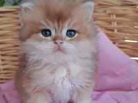 Safkan Irk British Longhair