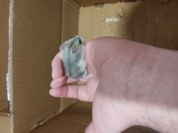 Çok Tatlı Minnoş Yavru Hamsterler