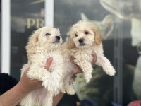 Show kalite mini boy maltipoo yavrularımız