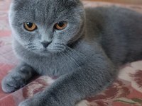 Scottish fold kedimizi sahiplendirme ilanıdır