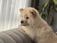A kalite chow chow bebekler