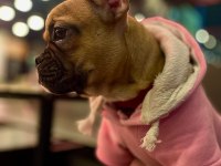 8 aylık frech bulldog