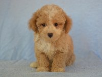 BÖYLE MALTİPOO GÖRMEDİNİZ