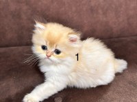 British Longhair Golden Yavrular 50 günlük