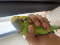 Show Jumbo Muhabbet Kuşu