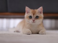 Şecereli Safkan British Shorthair Ny11 Erkek Yavru