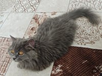 BRİTİSH LONGHAİR 4 AYLIK