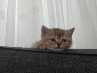 Yakışıklı kedimiz paşa