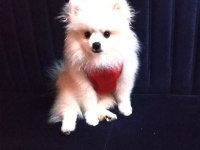 POMERANİAN BOO ERKEK KARNESİ VAR