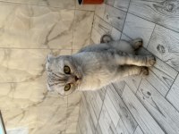 AKILLI KIZIMIZ ÇOK TATLI SEVECEN KEDİMİZ