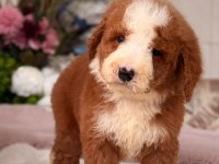 Show kalite giant (Dev) poodle yavrular