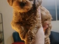 Maltipoo yavrularımız ırk ve sağlık garantili