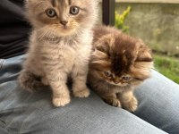Safkan British Longhair Bebekler