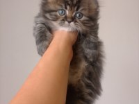Tatlı bir erkek bebiş scottish fold
