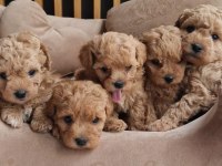 Maltipoo Bebekler