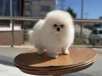 Show kalite pomeranian yavrular ziyarete açık