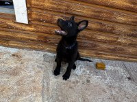 Sçr belgeli black solid alman kurdu yavrumuz
