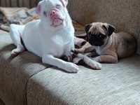 Platinum Pink Pug Mops