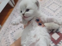 Safkan british longhair silver point yavrular