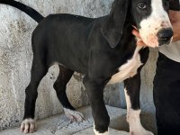 Danua Yavrularımız Yeni Ailelerini Bekliyor