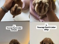 Kilo garantili Teacup Poodle 