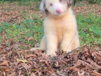 Blue merle ausiee doodle yavrumuz