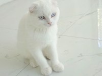 Sevecen scottish fold yavrumuz