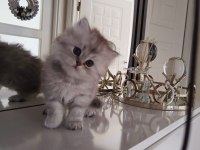British longhair kedilerim sahipleri bekliyor