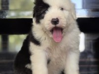 TR nadir bulunan ırklardan bobtail yavrular