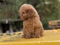 Poodle ayarında Maltipoo