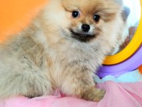 İzmirde Ayı Surat Orjinal Pomeranian Boo Yavruları
