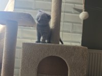Koca kafa scottish fold bebekler