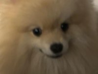 Leo pomeranian boo